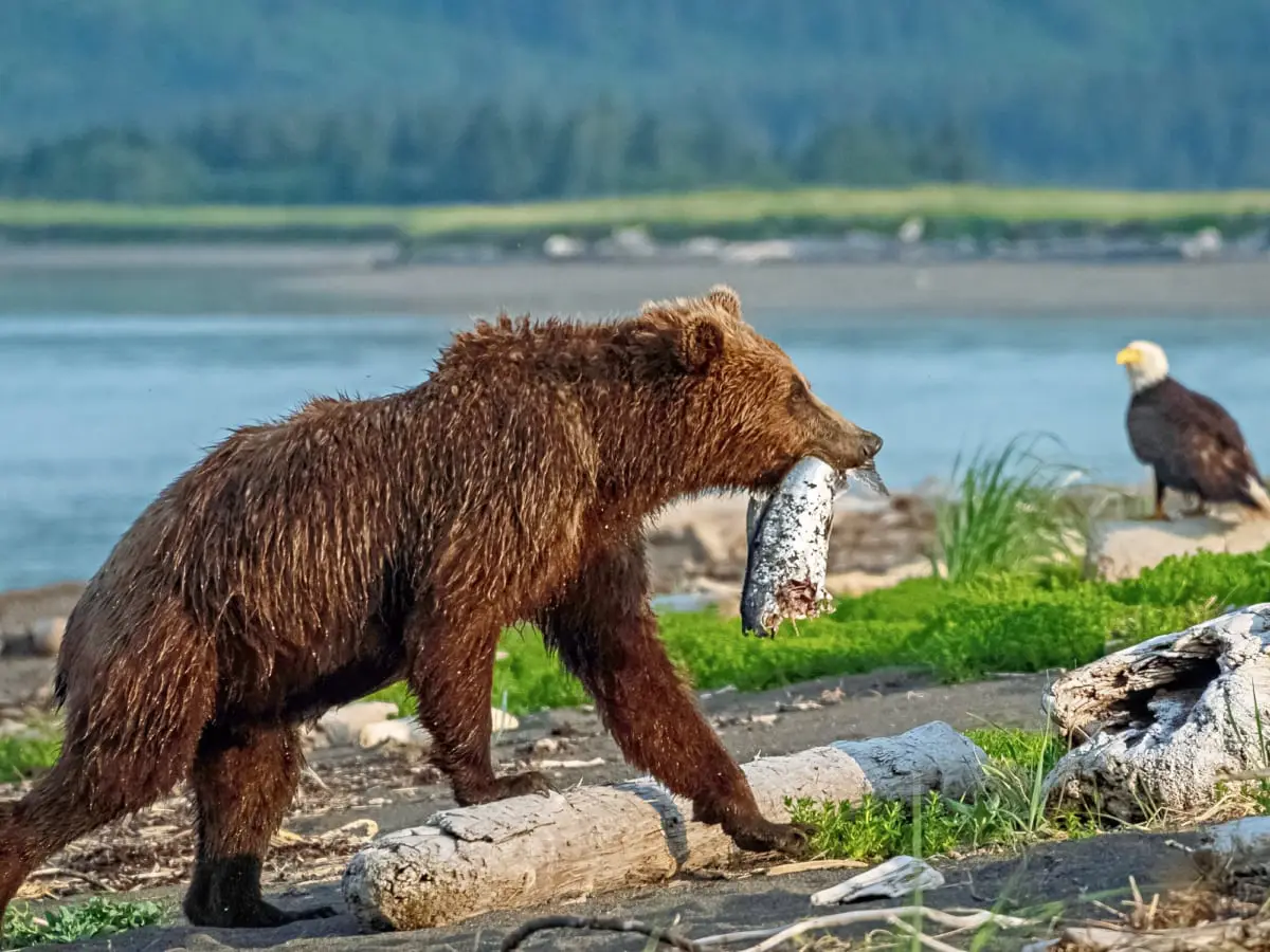 Kodiak bear in Alaska