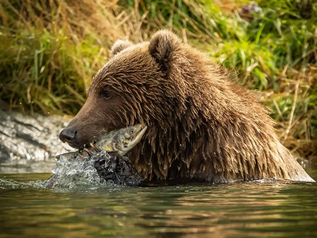 Which Bear Breed Are You? Quiz Kodiak bear