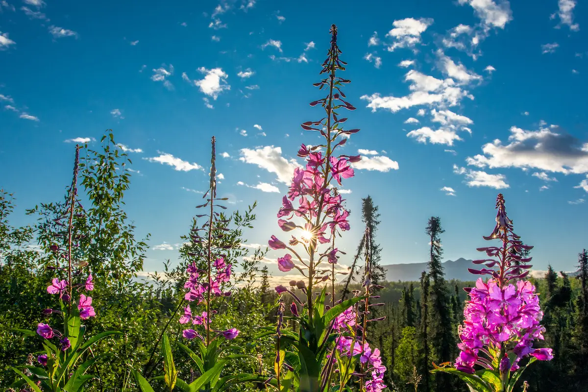 Alaska Trivia Quiz Fireweed Wildflowers In Alaska