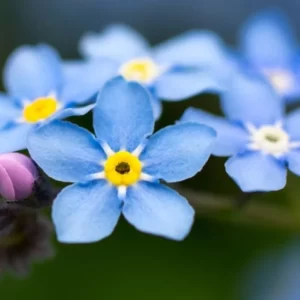 Alaska Trivia Quiz Forget-Me-Not