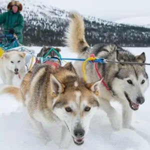 Alaska Trivia Quiz Dog mushing