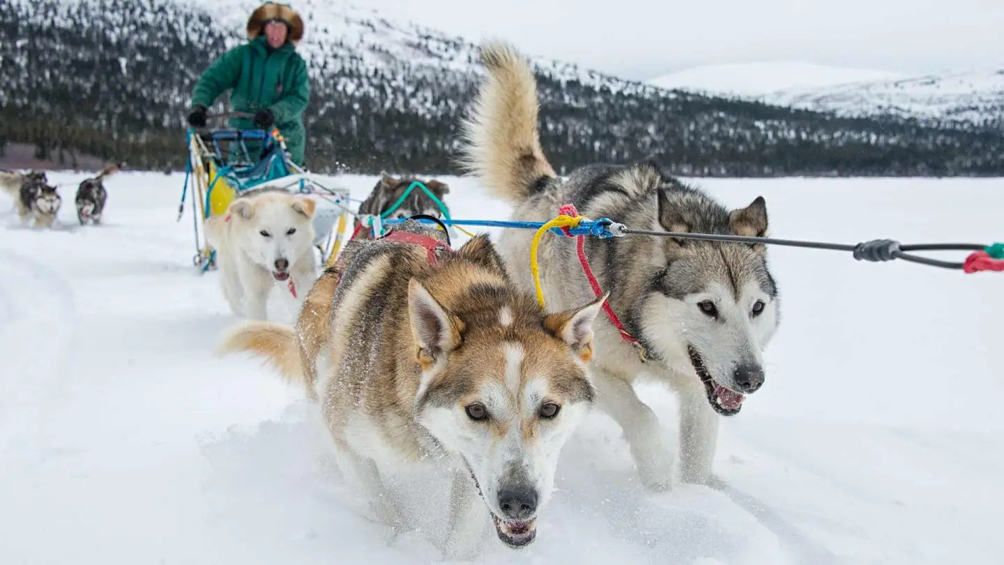 Dog mushing sledding