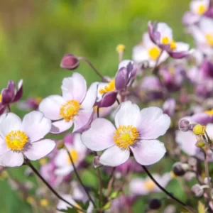 Alaska Trivia Quiz Windflower