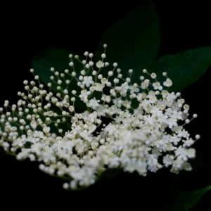 Sniff Scents To Know Which Dessert Flavor You Are - Quiz Elderflower