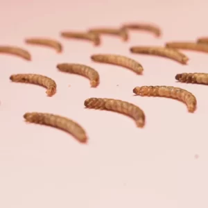 Create Gross Pizza To Know Which Gen Z Word You Are Quiz Dried mealworms