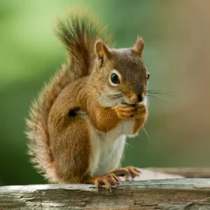 Animal Classification Quiz Mammal