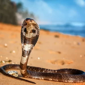 Pick Animals & Find Out Your True Season Quiz Cobra
