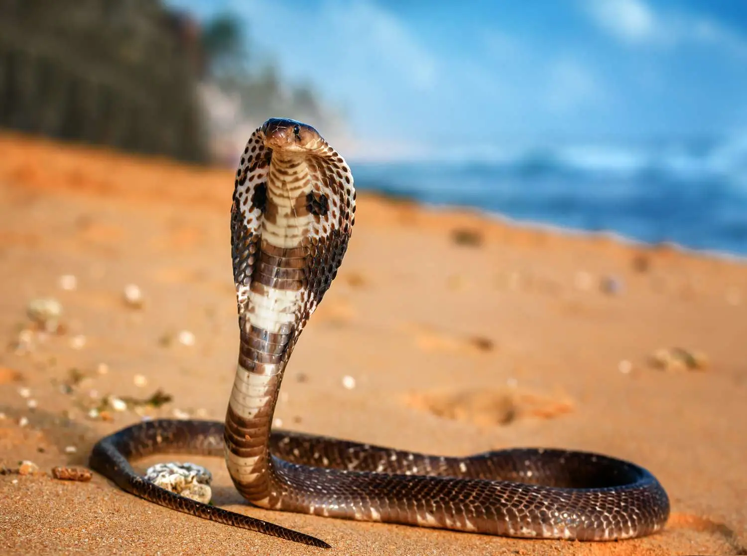 Animal Classification Quiz King cobra