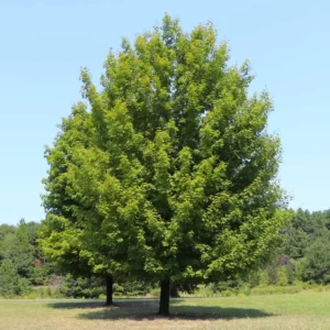 Christmas Jeopardy Quiz Maple