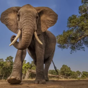 Basic General Knowledge Quiz Elephant