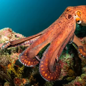 What Type Of Dolphin Are You? Quiz Octopus