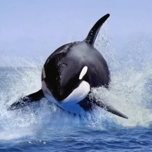 O Trivia Quiz Orca