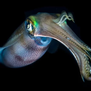 Marine Biology Trivia Quiz Squid