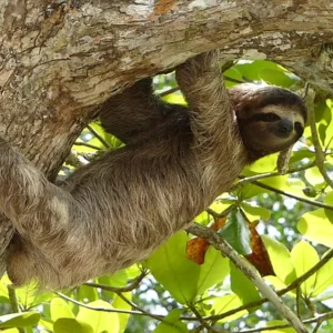 Foods Named After Animals Quiz Sloth