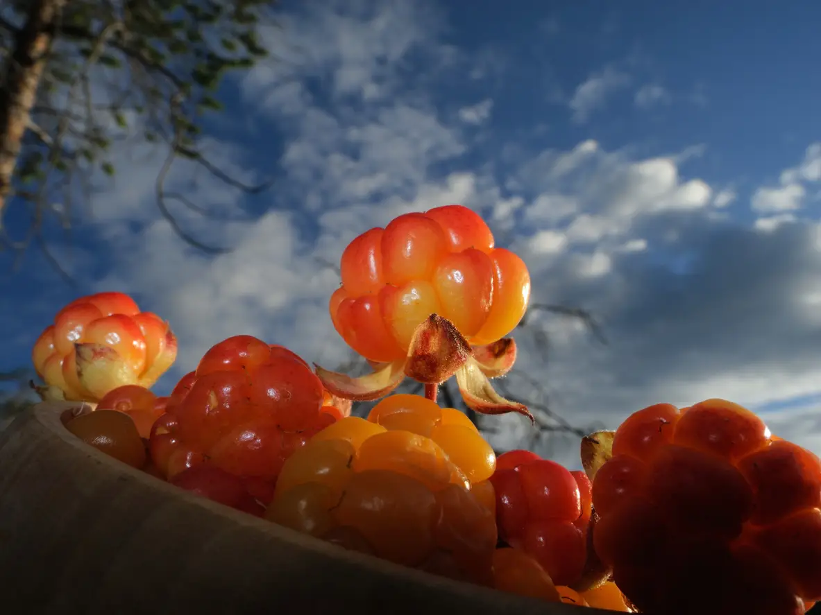 You got: Cloudberry! Eat at a HUGE Strawberry Buffet 🍓 to Find Out What Unique Berry You Are