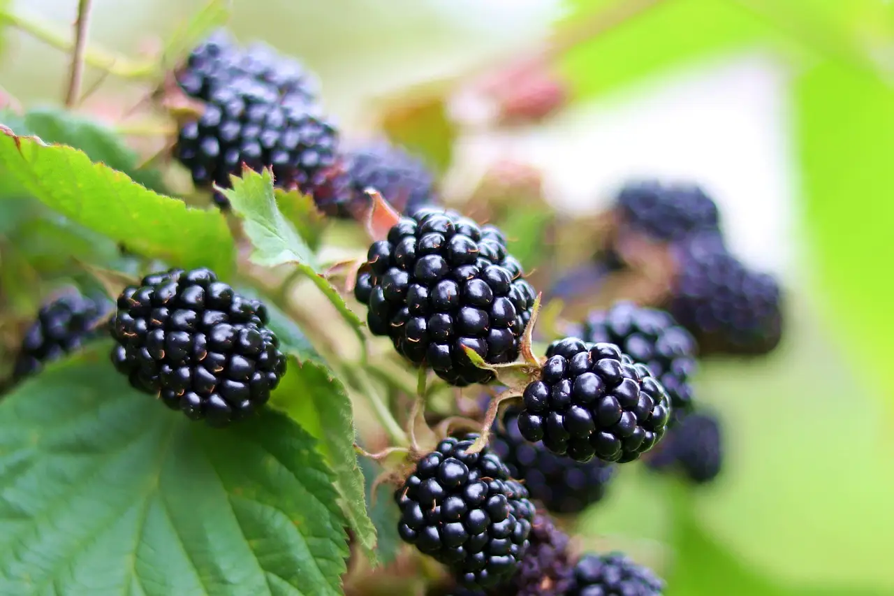 You got: Blackberry! Eat at a HUGE Strawberry Buffet 🍓 to Find Out What Unique Berry You Are