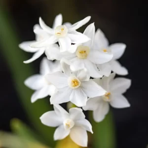 December Trivia Quiz Narcissus
