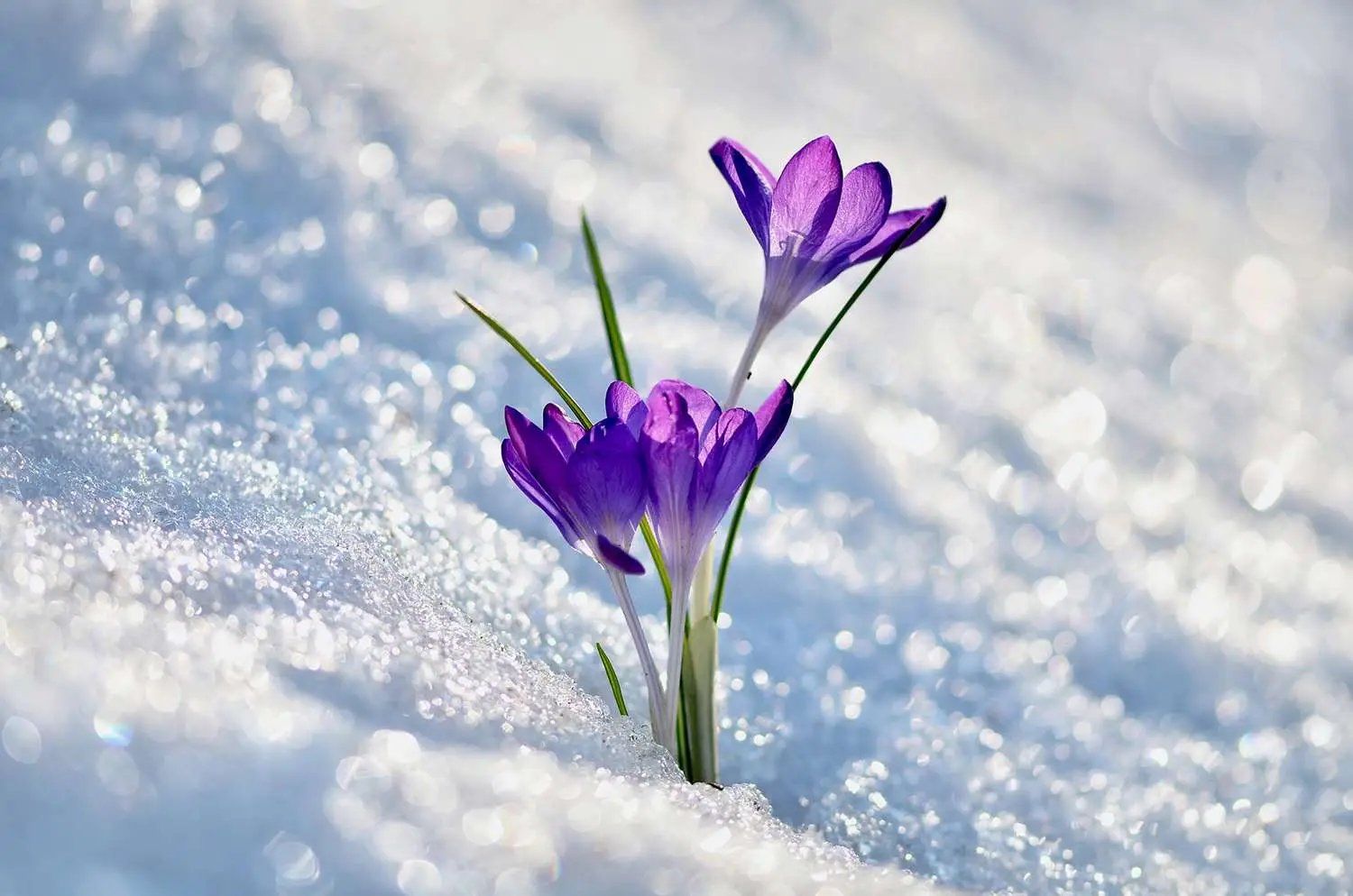 December Trivia Quiz Winter crocus flowers