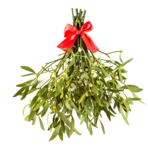 December Trivia Quiz Mistletoe