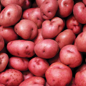 What Kind Of Potato Are You? Quiz Red