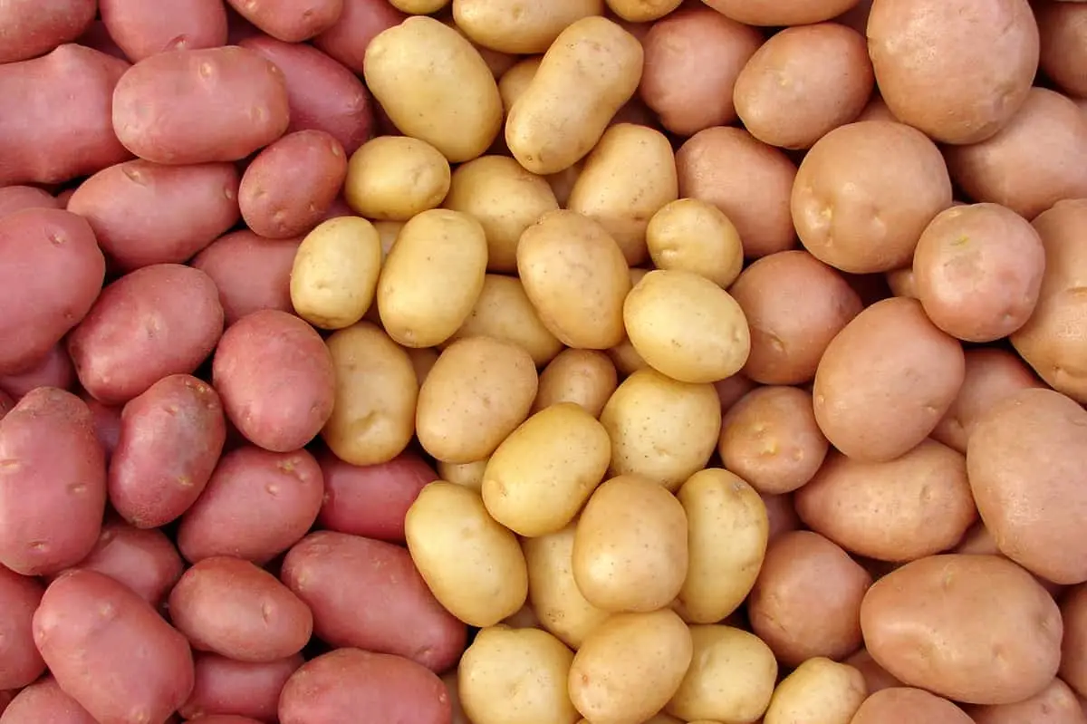 What Kind Of Potato Are You? Quiz Potatoes