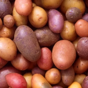 Pumpkin Trivia Quiz Tuber