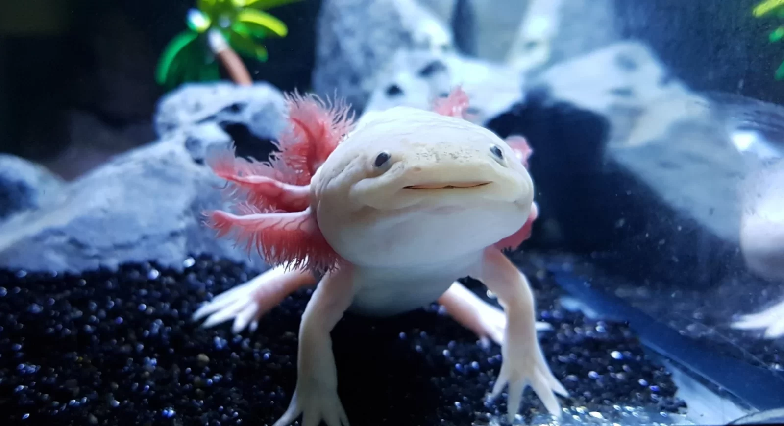 Winter Facts Quiz Axolotl