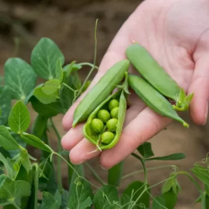 Evolution Quiz Garden pea