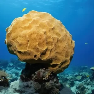 Evolution Quiz Sponges