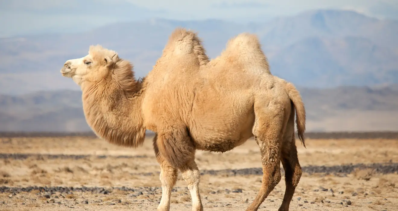 Evolution Quiz Camel humps