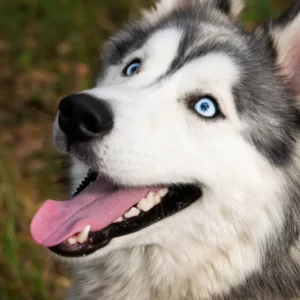 Which Winter Legend Are You? Quiz Understanding animals