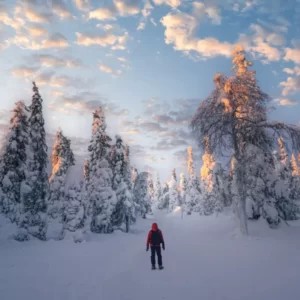 Winter Spirit Animal Quiz Keep exploring