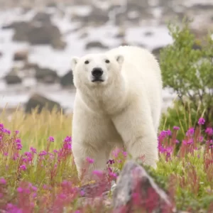 World Wildlife Day Quiz Polar bear