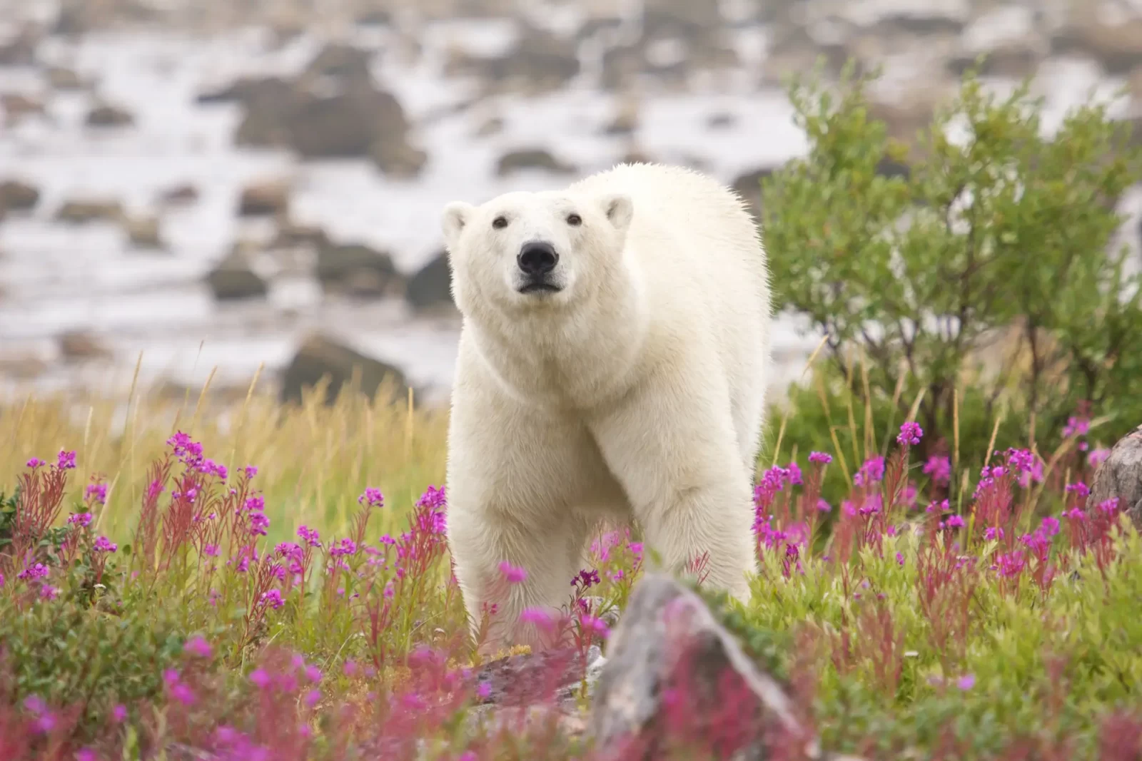 You got 16 out of 20! The Ultimate Polar Bear Trivia Quiz! 🐻‍❄️ How Much Do You Really Know?