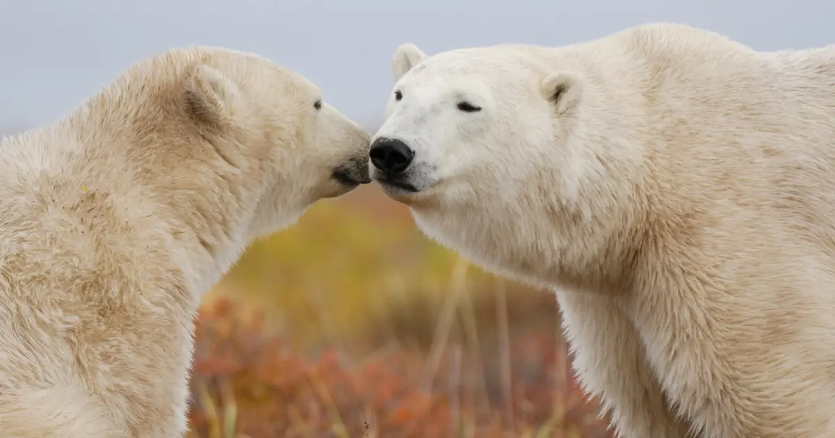 Polar Bear Trivia Quiz Polar bears