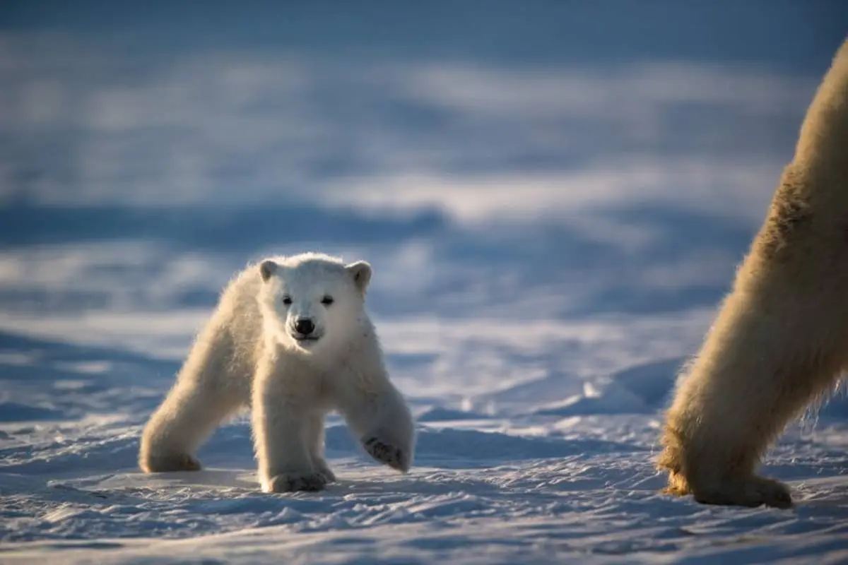 Polar Bear Trivia Quiz Polar bear cub