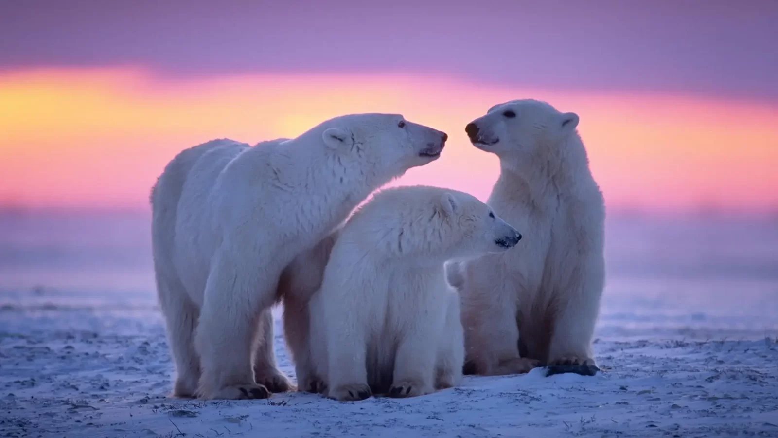 Polar Bear Trivia Quiz Polar bears