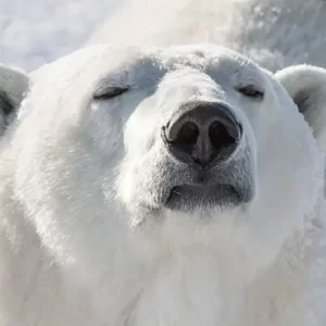 Polar Bear Trivia Quiz Smell