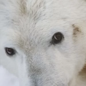 Polar Bear Trivia Quiz Sight