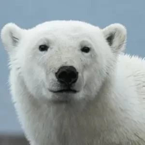 Polar Bear Trivia Quiz Hearing