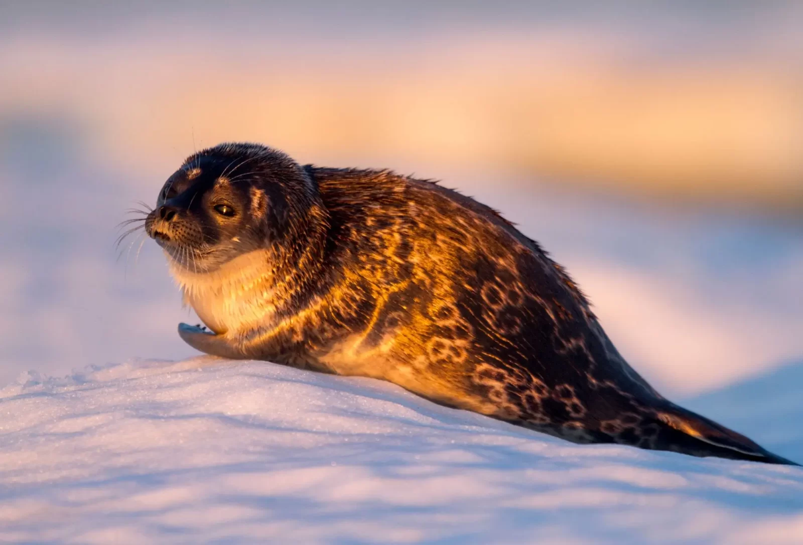 Polar Bear Trivia Quiz Ringed seal