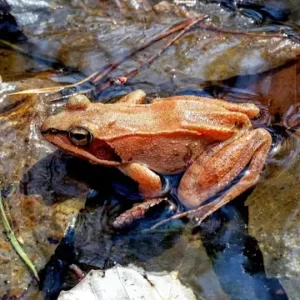 Winter Facts Quiz Wood frog
