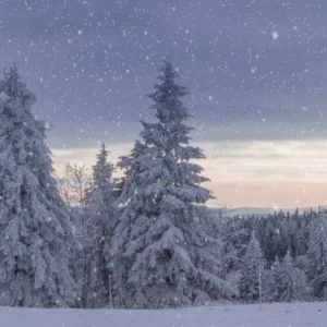 Winter Spirit Animal Quiz Silence of snow