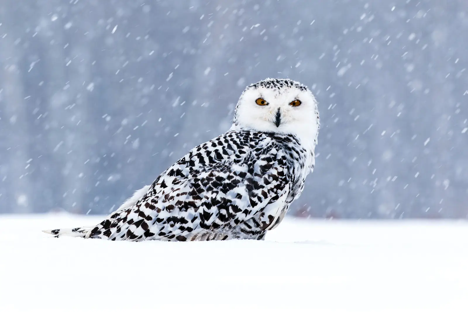 You got: Snowy Owl! What’s Your Winter Spirit Animal?