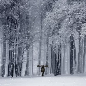 Plan Cozy Snow Day To Know Which Winter Comfort Food Yo… Quiz Deep silent forest