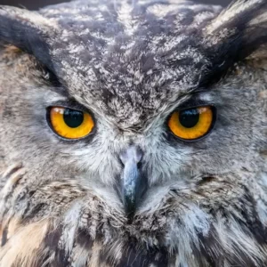 Winter Spirit Animal Quiz Wisdom