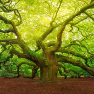 Spring Idioms Quiz Tree