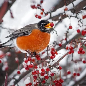 Winter A-Z Quiz Robin