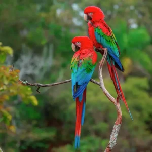 Winter A-Z Quiz Red-and-green macaw