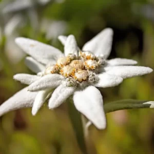 Are You A Desert, Forest, Mountain, Or Ocean? Quiz Edelweiss